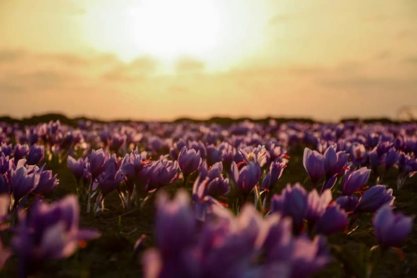 Saffron